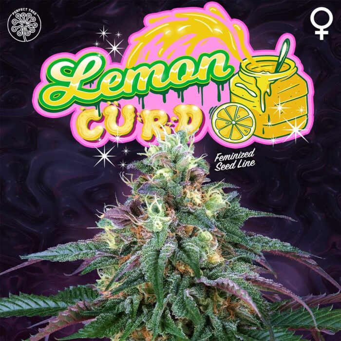 Dope Breeders - Perfect Tree Lemon Curd Image