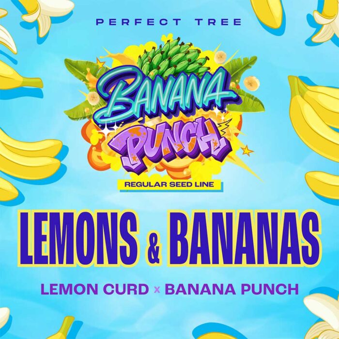 Dope Breeders - Perfect Tree Lemons & Bananas Image