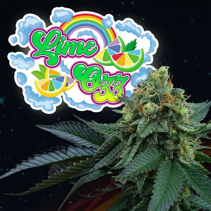 Dope Breeders - Perfect Tree Lime OZZ Image