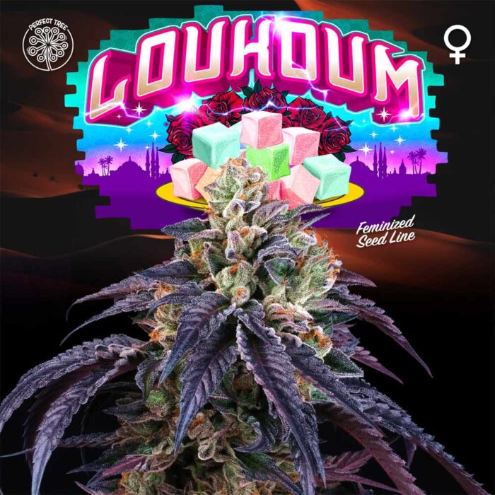 Dope Breeders - Perfect Tree Loukoum Image