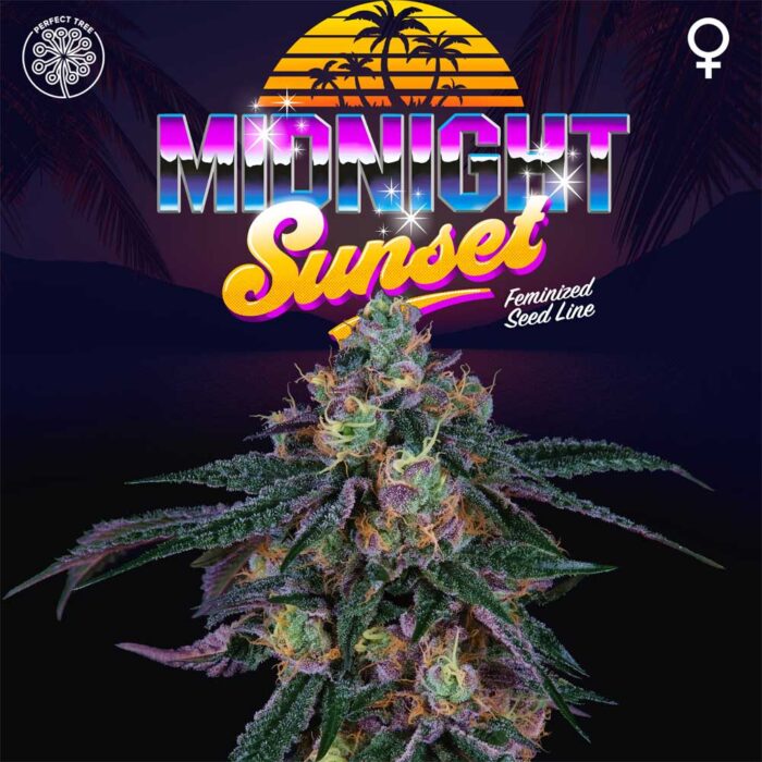 Dope Breeders - Perfect Tree Midnight Sunset Image