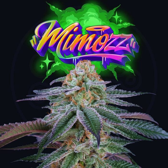 Dope Breeders - Perfect Tree Mimozz Image