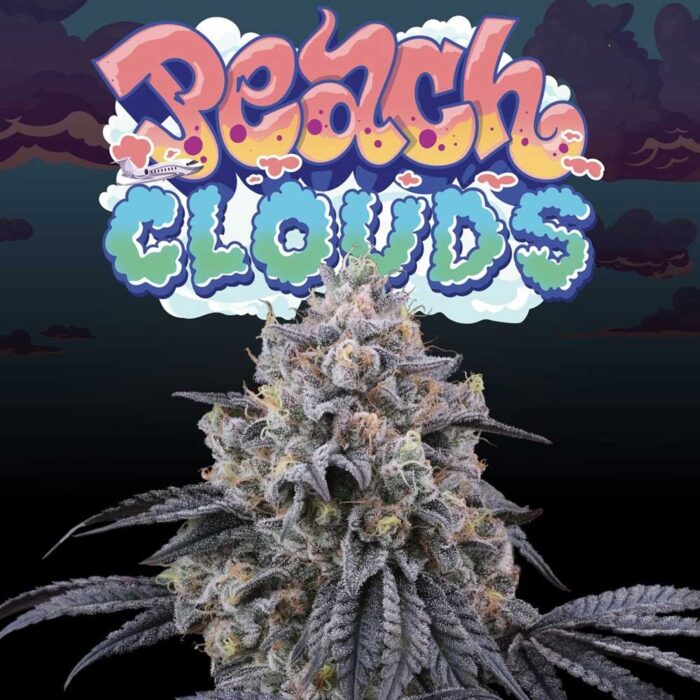Dope Breeders - Perfect Tree Peach Clouds Image