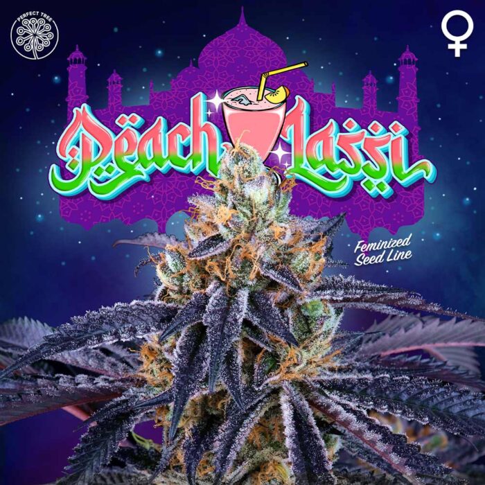 Dope Breeders - Perfect Tree Peach Lassi Image