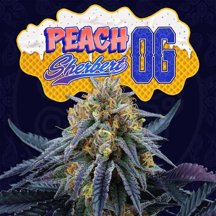Dope Breeders - Perfect Tree Peach Sherbert OG Image
