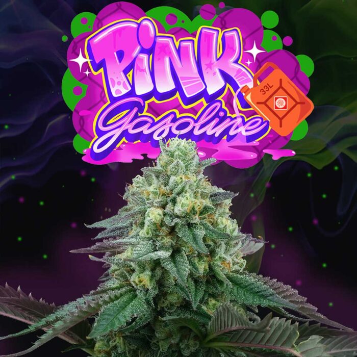 Dope Breeders - Perfect Tree Pink Gasoline Image