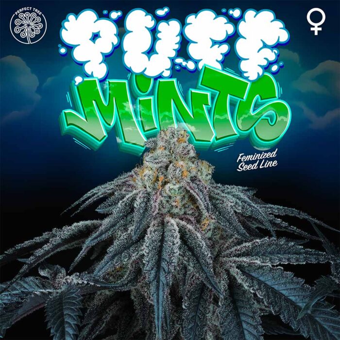Dope Breeders - Perfect Tree Puff Mints Image
