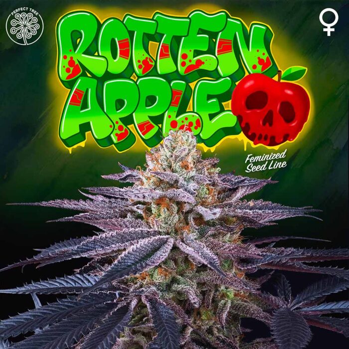 Dope Breeders - Perfect Tree Rotten Apple Image