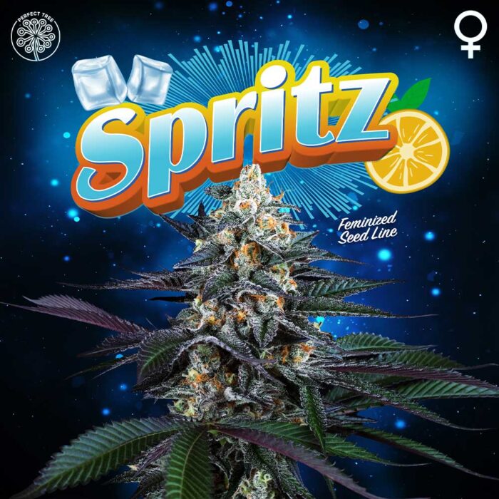 Dope Breeders - Perfect Tree Spritz Image
