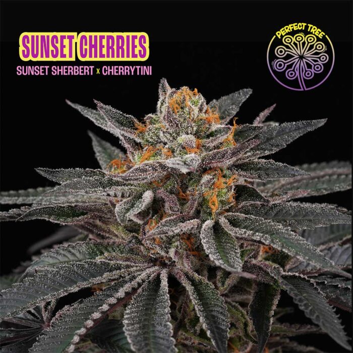 Dope Breeders - Perfect Tree Sunset Cherries Image